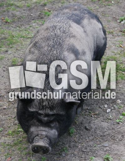 Hängebauchschwein-152.jpg